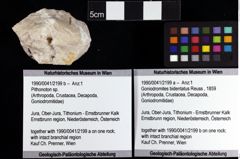 Foto (Objket + Etiketten) von Goniodromites bidentatus (Reuss, 1859) 